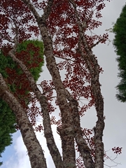 Euphorbia cotinifolia