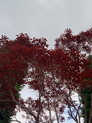 Euphorbia cotinifolia