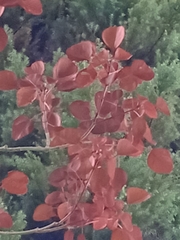 Euphorbia cotinifolia