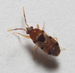 Botocudo formosanus