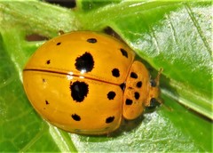 Harmonia vigintiduomaculata