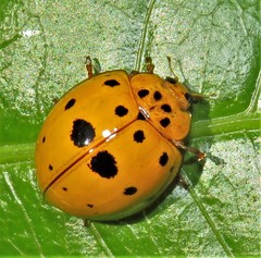 Harmonia vigintiduomaculata