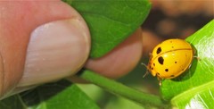 Harmonia vigintiduomaculata