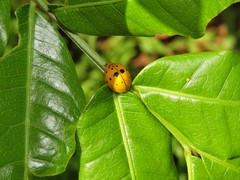 Harmonia vigintiduomaculata