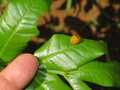 Harmonia vigintiduomaculata