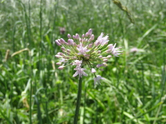 Allium nutans