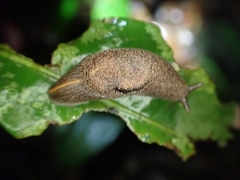 Parmacochlea furca