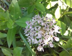 Allium decipiens