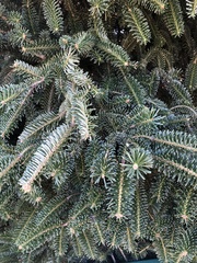 Abies nordmanniana
