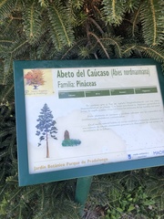Abies nordmanniana