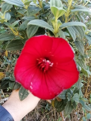 Chaetogastra grossa, photograph 6
