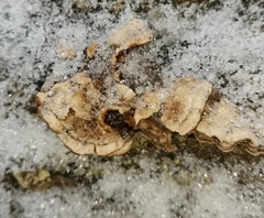 Cyphellaceae