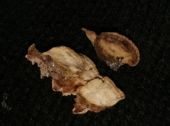 Cyphellaceae