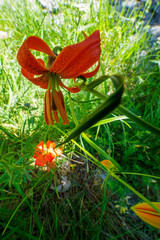 Lilium pomponium
