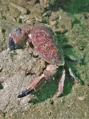 Atergatis integerrimus
