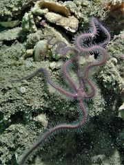 Macrophiothrix nereidina