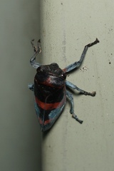 Eurymelops latifascia