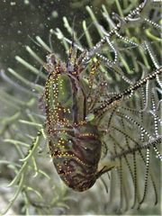 Synalpheus stimpsonii