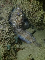 Batrachomoeus trispinosus