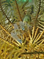 Synalpheus stimpsonii