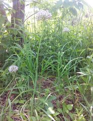 Allium decipiens