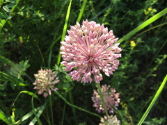 Allium nutans