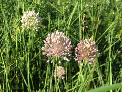 Allium nutans