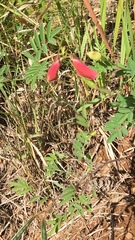 Tephrosia capensis capensis