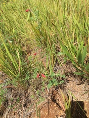 Tephrosia capensis capensis