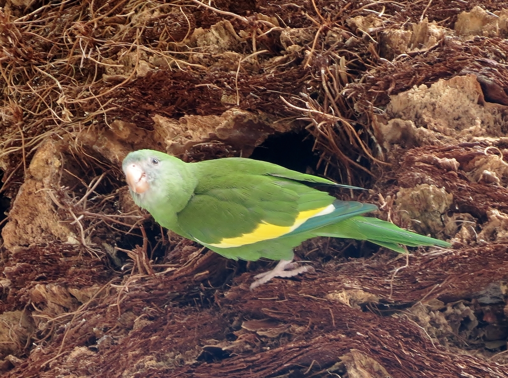 Periquito De Alas Blancas Brotogeris Versicolurus Natusfera