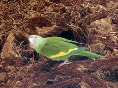 Brotogeris versicolurus