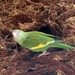 White-winged Parakeet - Photo (c) pbedell, some rights reserved (CC BY-SA)