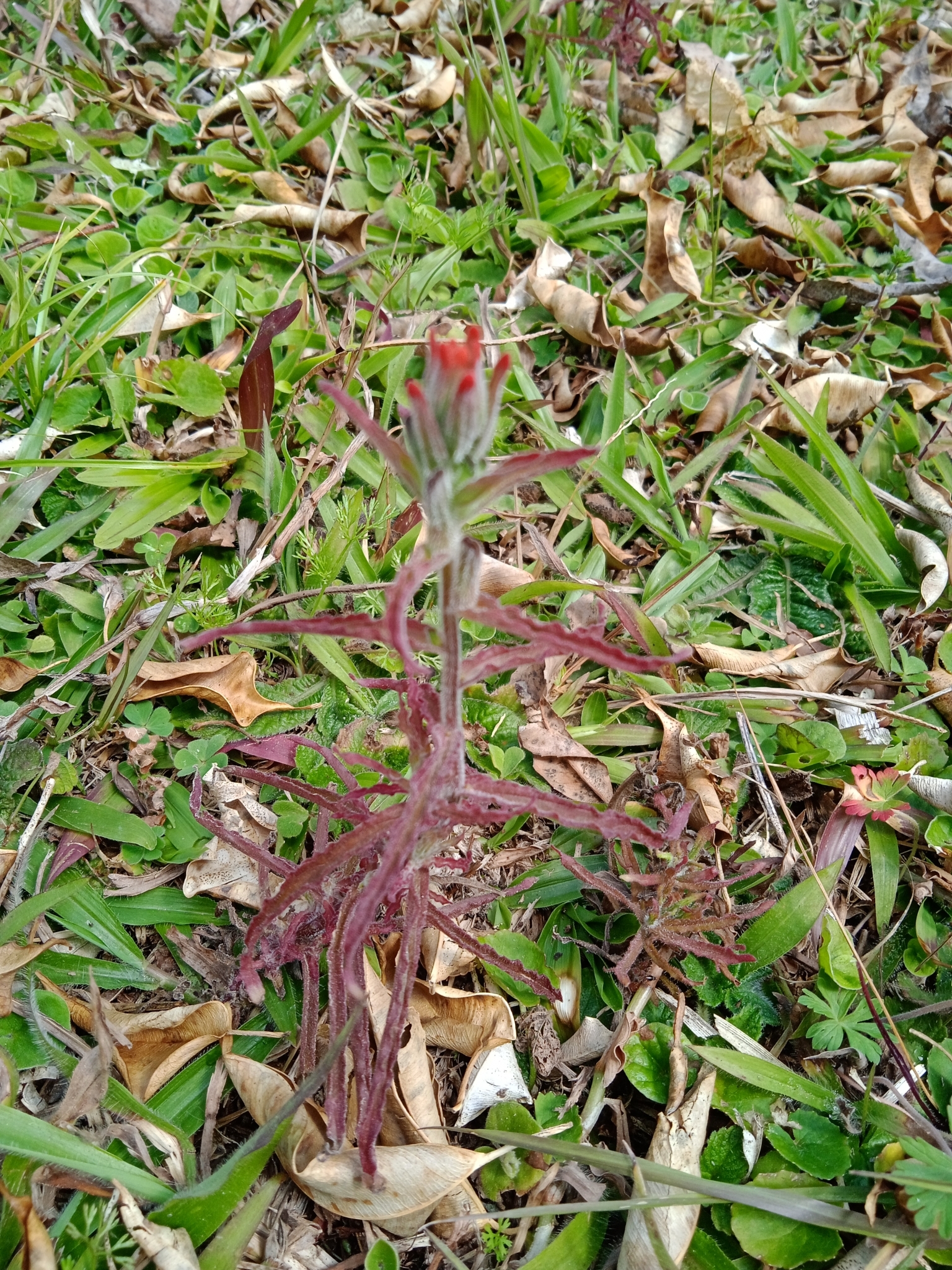 Castilleja arvensis
