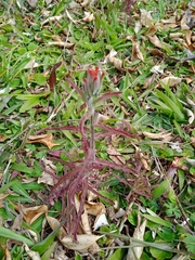 Castilleja arvensis pastorei