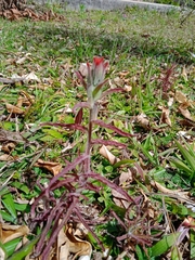 Castilleja arvensis pastorei