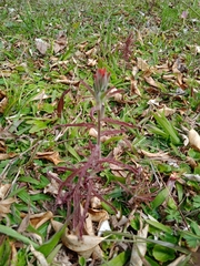 Castilleja arvensis pastorei