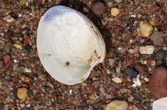 Mercenaria mercenaria