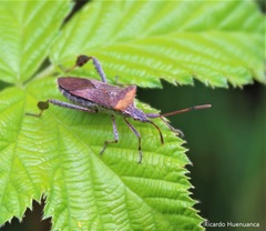 Leptoglossus chilensis