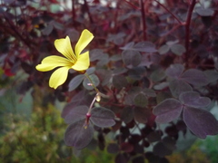Oxalis corniculata repens