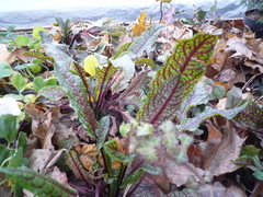 Beta vulgaris vulgaris