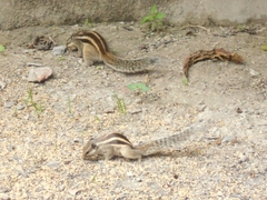 Funambulus pennantii