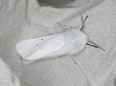 Spilosoma urticae