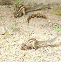 Funambulus pennantii
