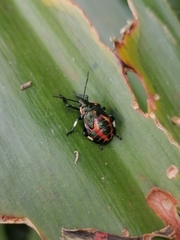 Eocanthecona furcellata
