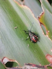 Eocanthecona furcellata