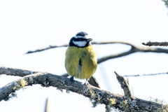 Cyanistes teneriffae teneriffae