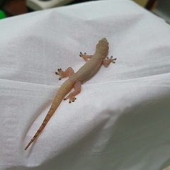 Hemidactylus platyurus