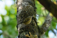 Regulus regulus teneriffae