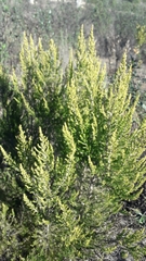 Erica lusitanica