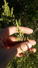 Erica lusitanica